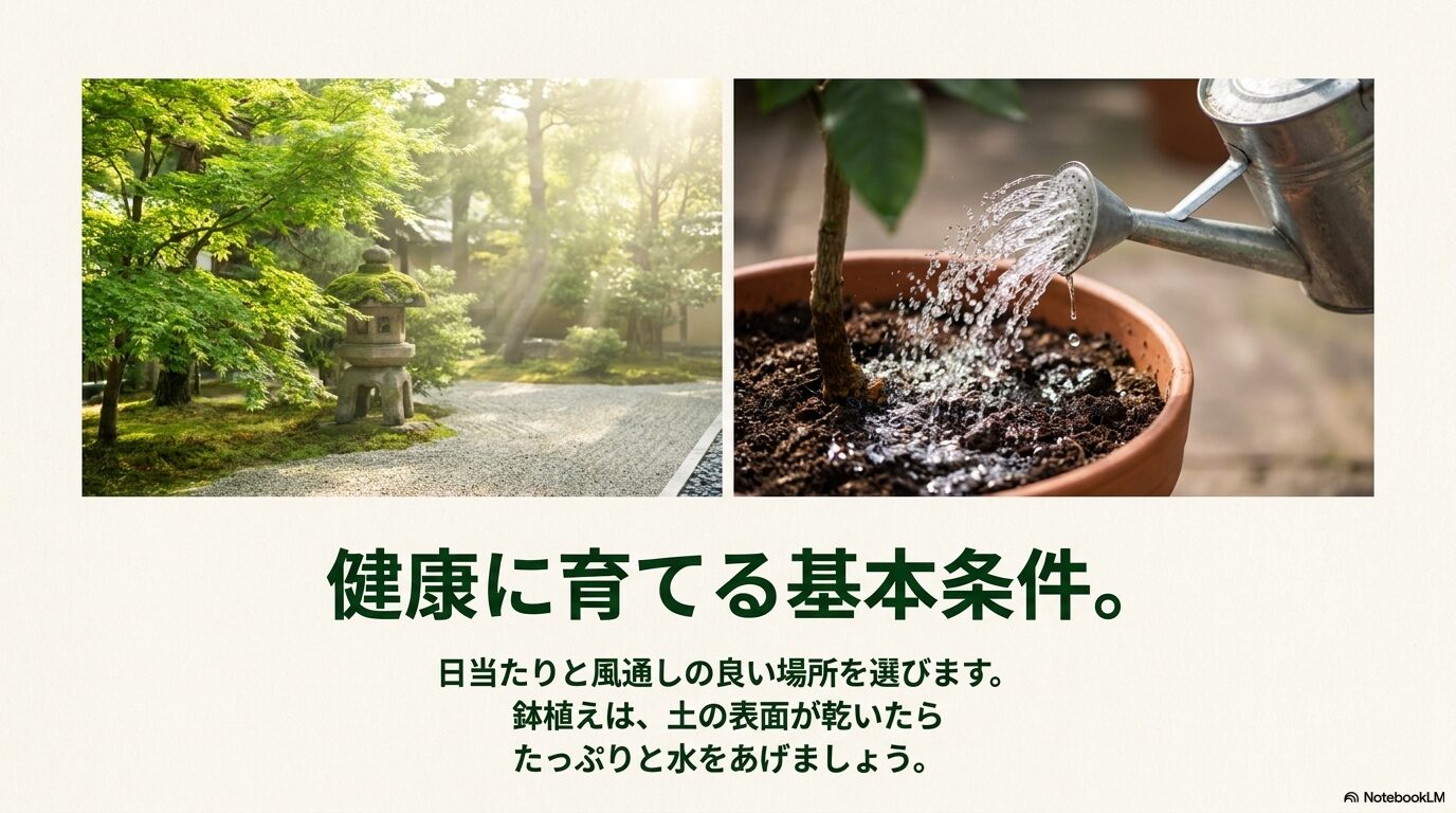 日当たりと風通しの良い庭園と、鉢植えのグミの木にたっぷりと水やりをしている様子