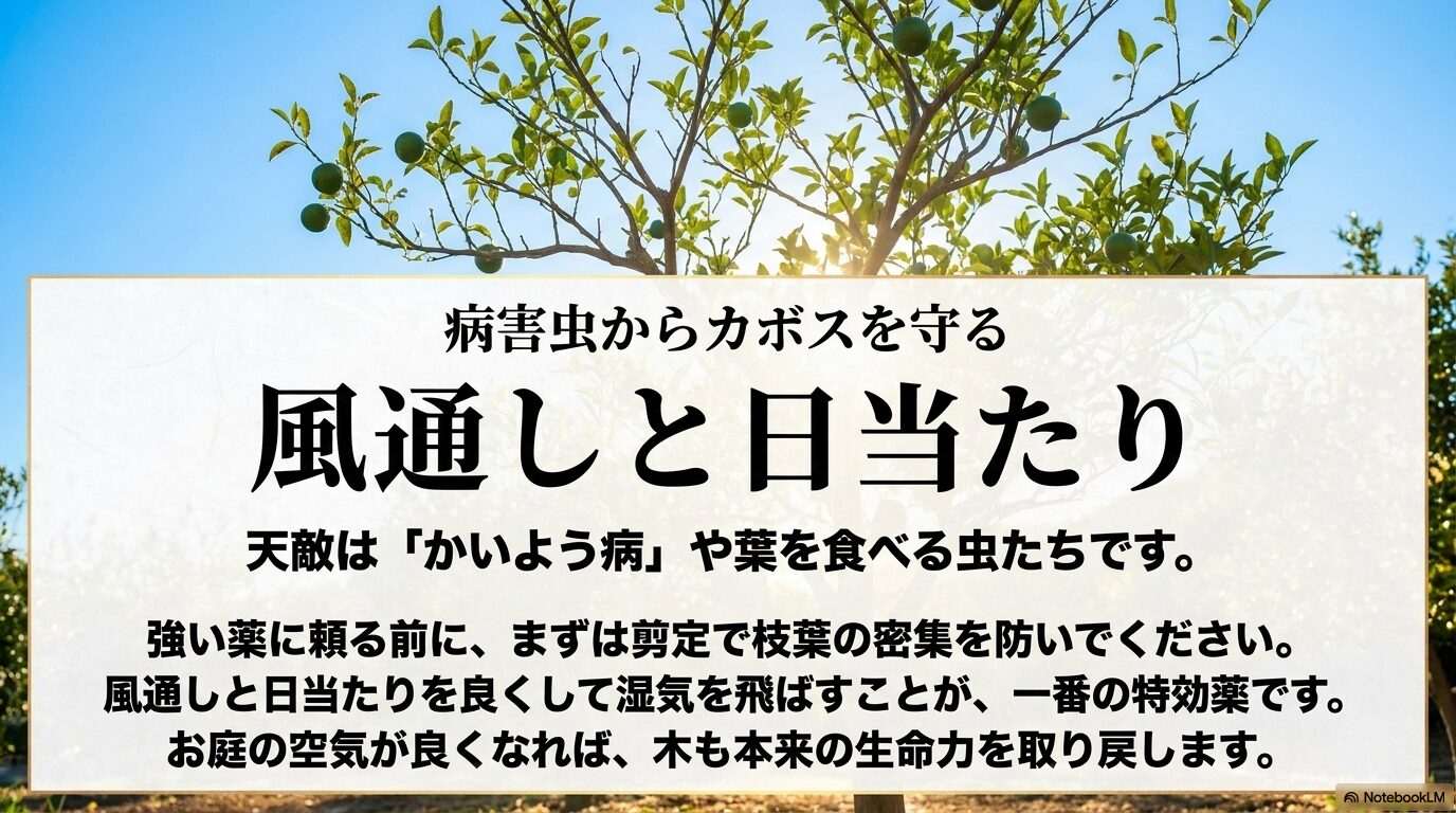 かいよう病や虫からカボスを守るために、剪定で風通しと日当たりを良くして湿気を飛ばす予防法