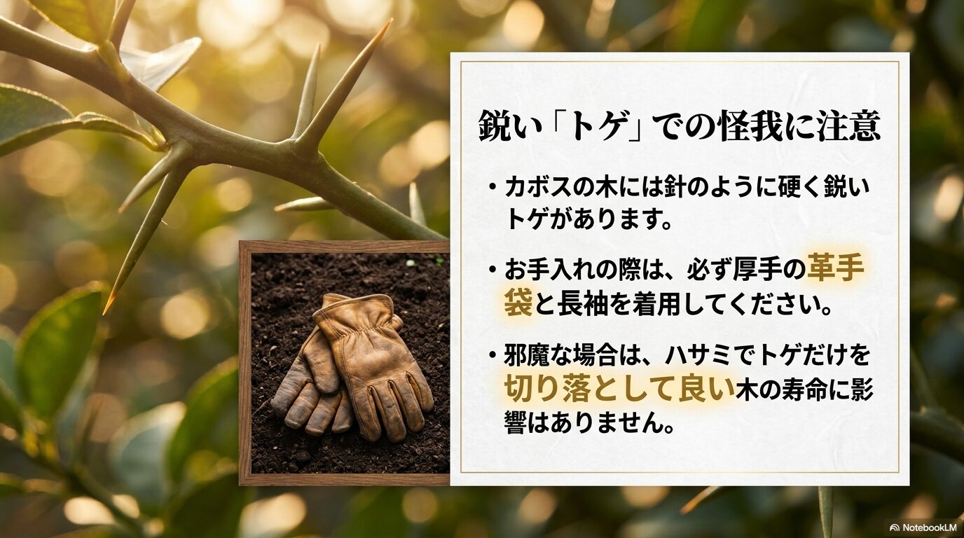 カボスの鋭いトゲから身を守るための革手袋の着用と、安全な管理のためのトゲ切りに関するアドバイス
