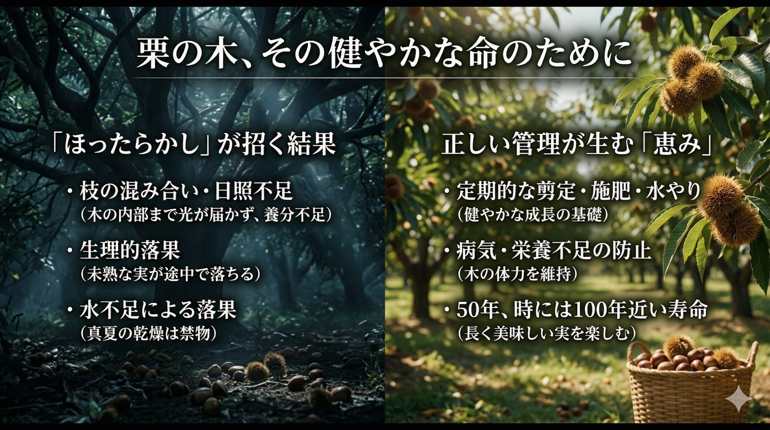 栗の木の寿命と管理に関するスライド画像。左側は「ほったらかし」の結果として日照不足や生理的落果を、薄暗い背景で説明。右側は正しい管理が生む「恵み」として、剪定や施肥による50年以上の寿命と豊かな実りを、明るい栗園の背景で説明しています。