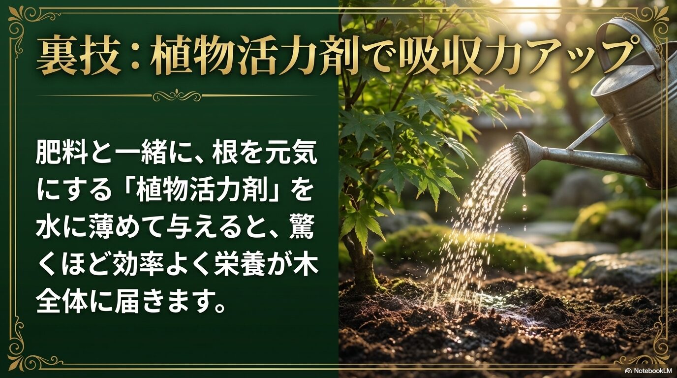 肥料と一緒に根を元気にする植物活力剤を水に薄めて与えると、驚くほど効率よく栄養が木全体に届く
