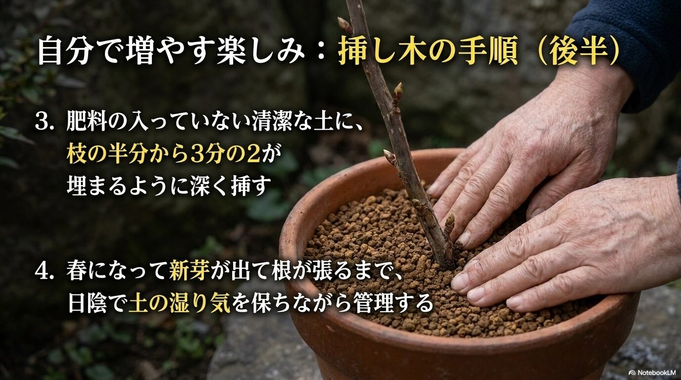 清潔な土に枝を深く挿し、新芽が出るまで日陰で管理するフサスグリの挿し木手順