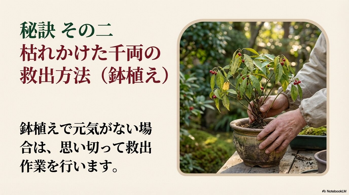 春先に枯れかけた千両の鉢植えを新しい土へ植え替えるために、株を抜き出して作業している様子