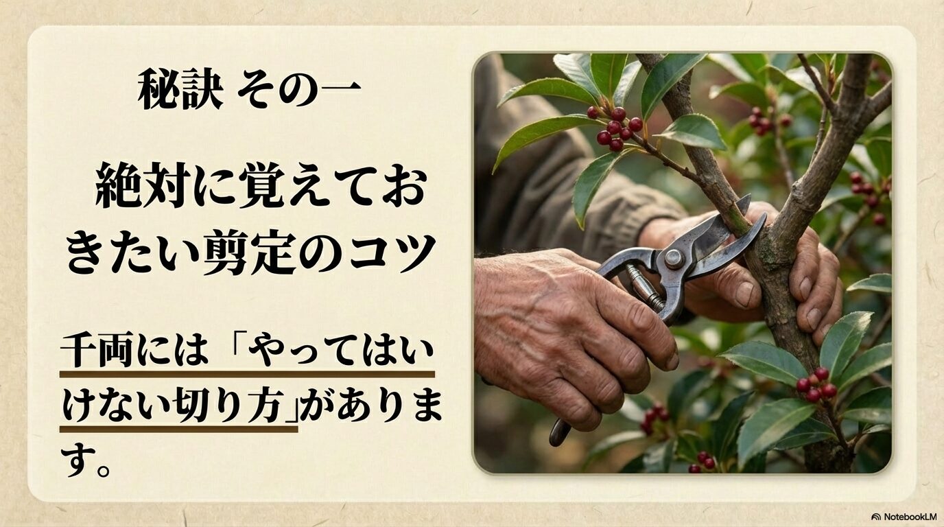 千両の古い枝を、剪定バサミを使って根元（地際）から完全に切り落としている様子