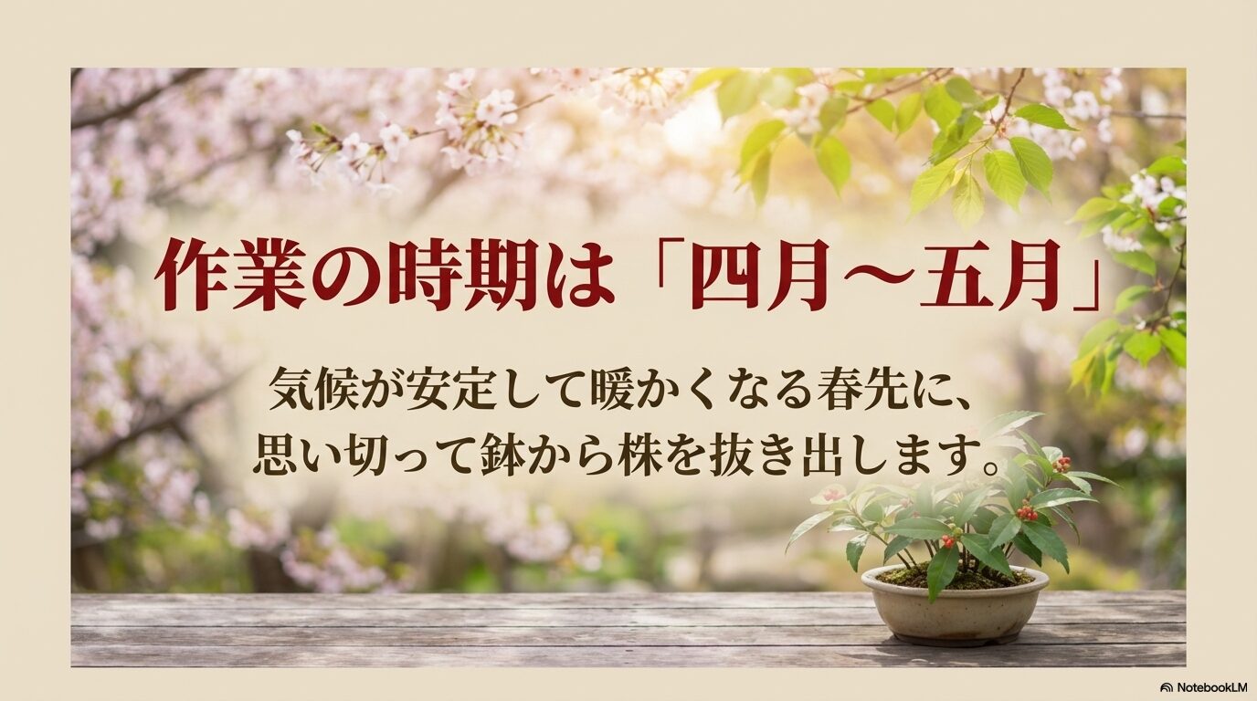 枯れかけた千両の救出作業の時期は「四月〜五月」。気候が安定して暖かくなる春先に、思い切って鉢から株を抜き出します。