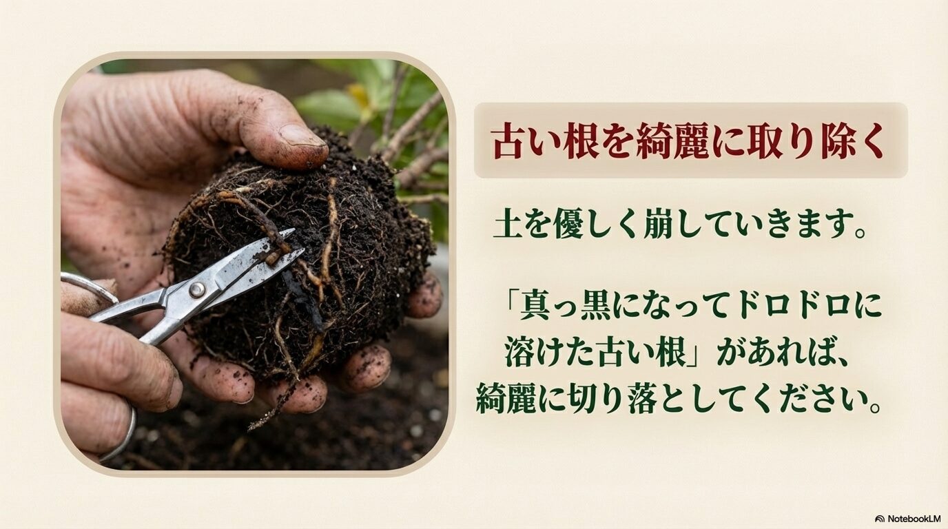 千両の根鉢を崩し、真っ黒に傷んだドロドロの古い根をハサミで綺麗に切り取っている様子