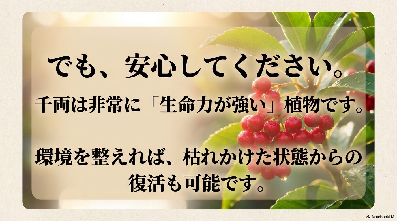 でも、安心してください。千両は非常に「生命力が強い」植物です。環境を整えれば、枯れかけた状態からの復活も可能です。