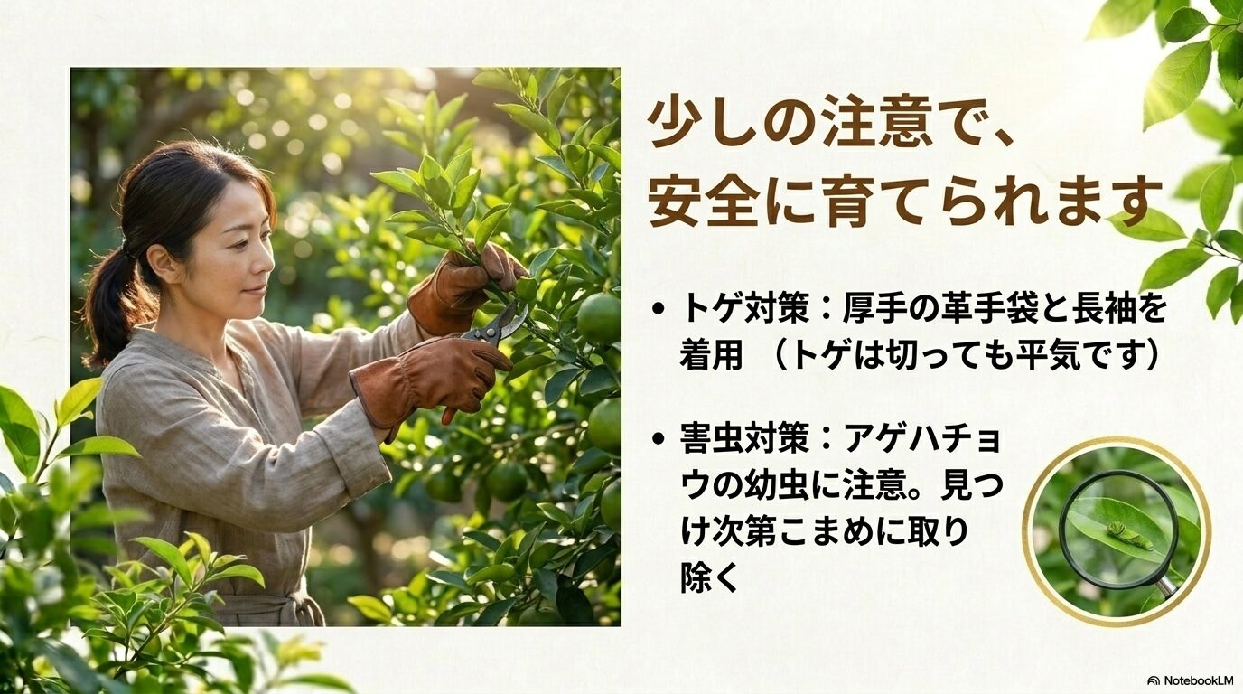 トゲ対策の厚手の手袋着用や、アゲハチョウの幼虫をこまめに取り除く害虫対策の様子