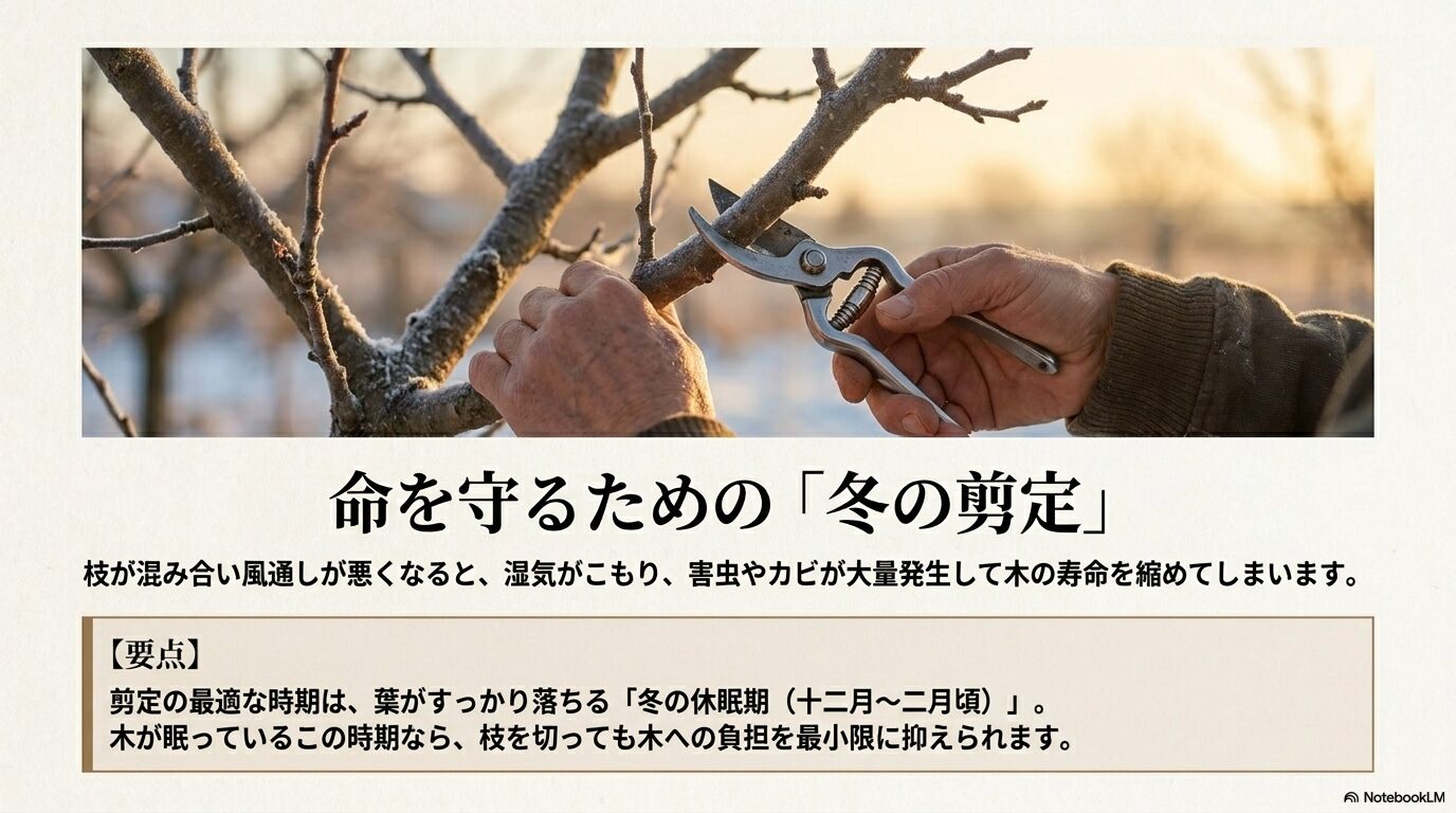 ユスラウメの寿命を延ばし害虫を防ぐための冬の休眠期の剪定