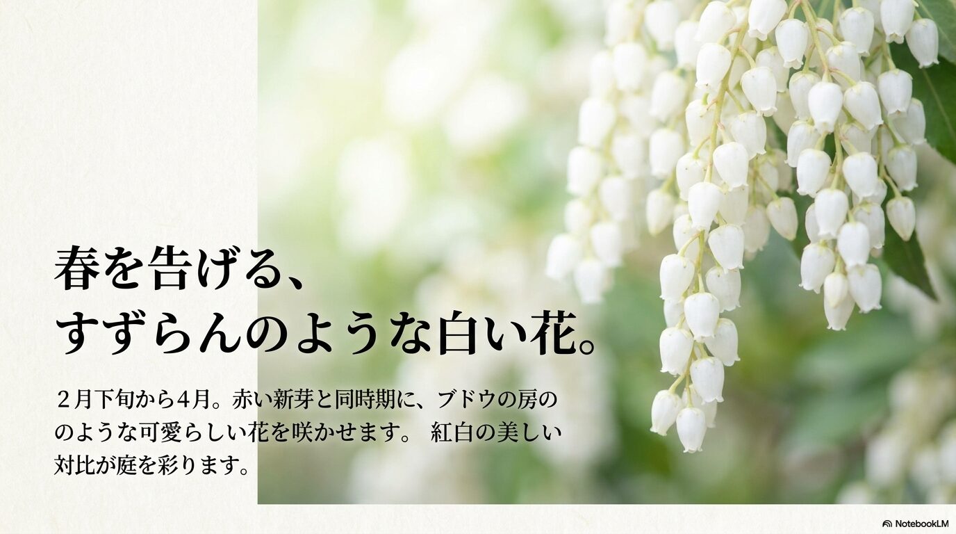 スズランに似た白い花を咲かせるアセビの写真と、開花時期が2月〜4月であることを示すスライド。