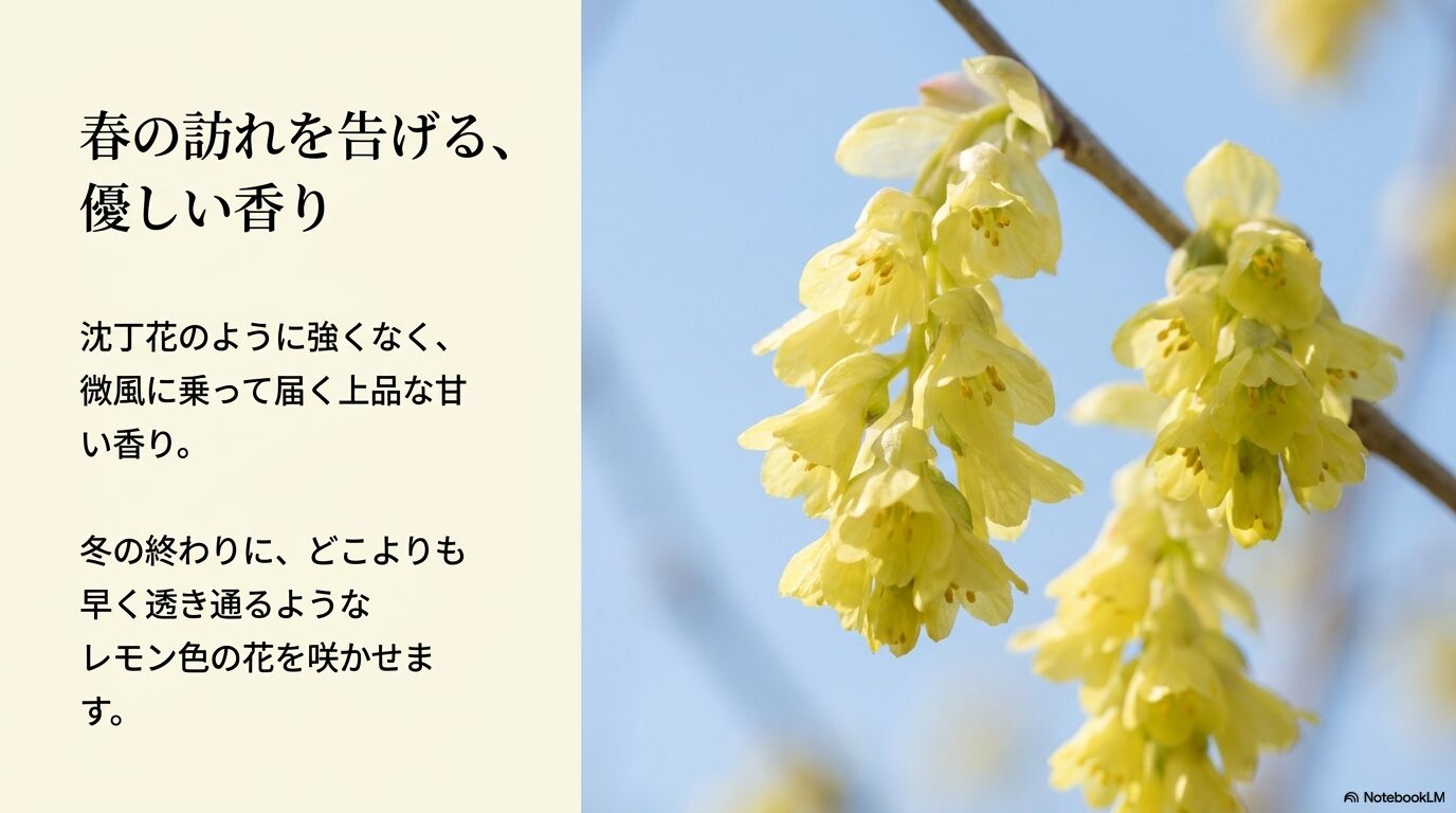 冬の終わりに咲く透き通るようなレモン色のヒュウガミズキの花と、上品な香りの特徴を説明したスライド。