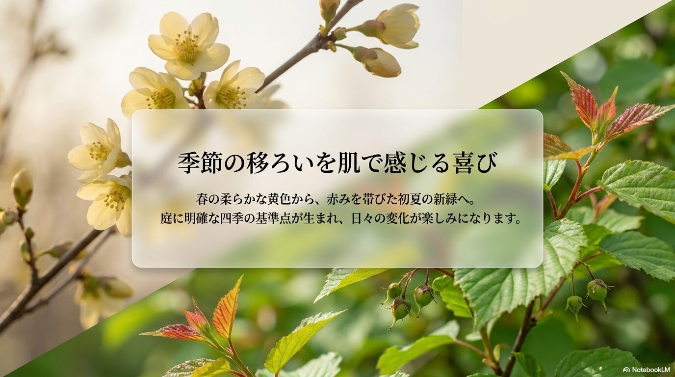 春の黄色から初夏の新緑、そして紅葉へと移り変わるヒュウガミズキの魅力を表現したスライド。
