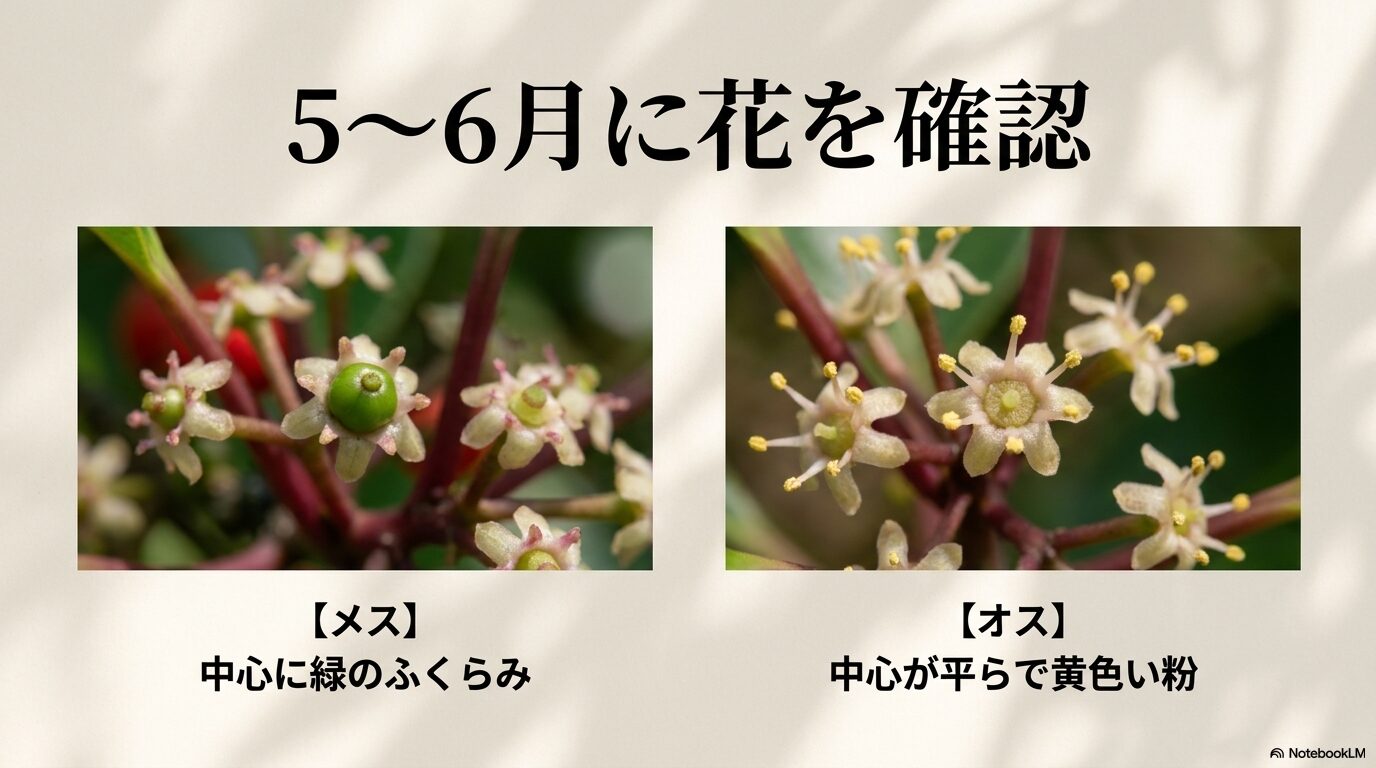雌花は中心に緑のふくらみがあり、雄花は中心が平らで黄色い粉（花粉）がある様子を比較したスライド