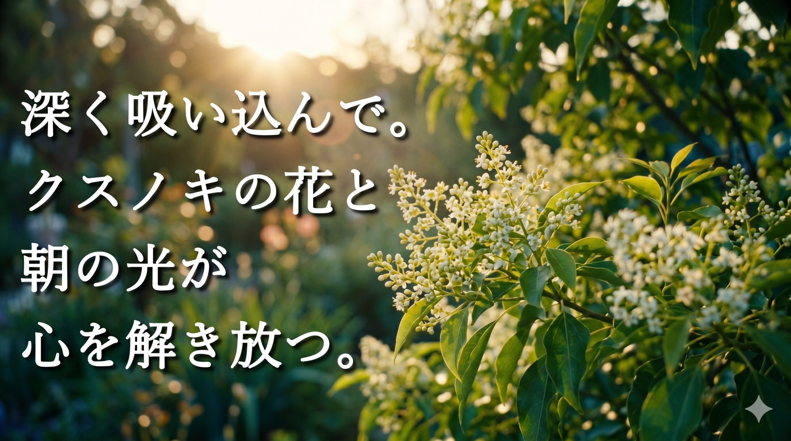 初夏の黄金色の朝の光を浴び、新緑の中で白や淡い黄色の小さな花々が円錐花序になって咲くクスノキの枝。静かで清々しい庭の風景。