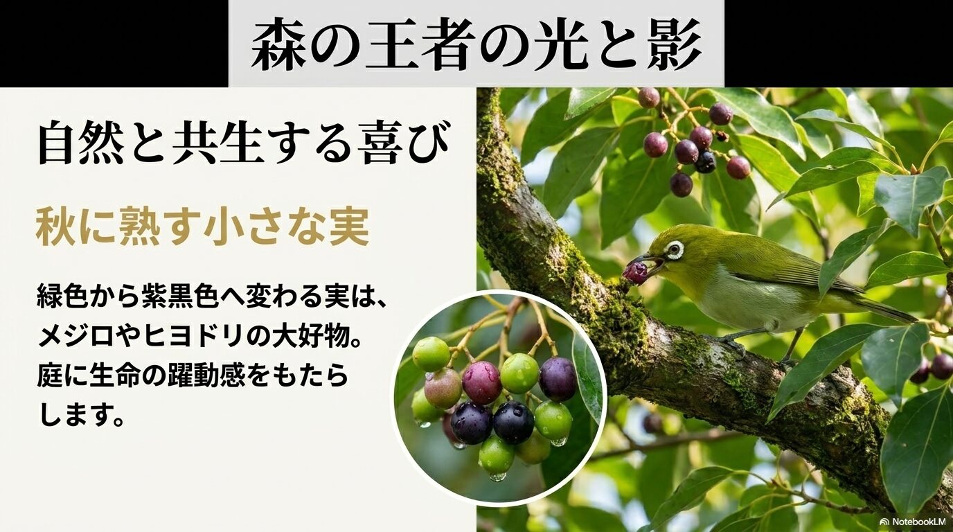 秋に黒く熟すクスノキの実と、それを食べにくるメジロやヒヨドリの解説。庭に生命の躍動感をもたらすメリットを紹介。