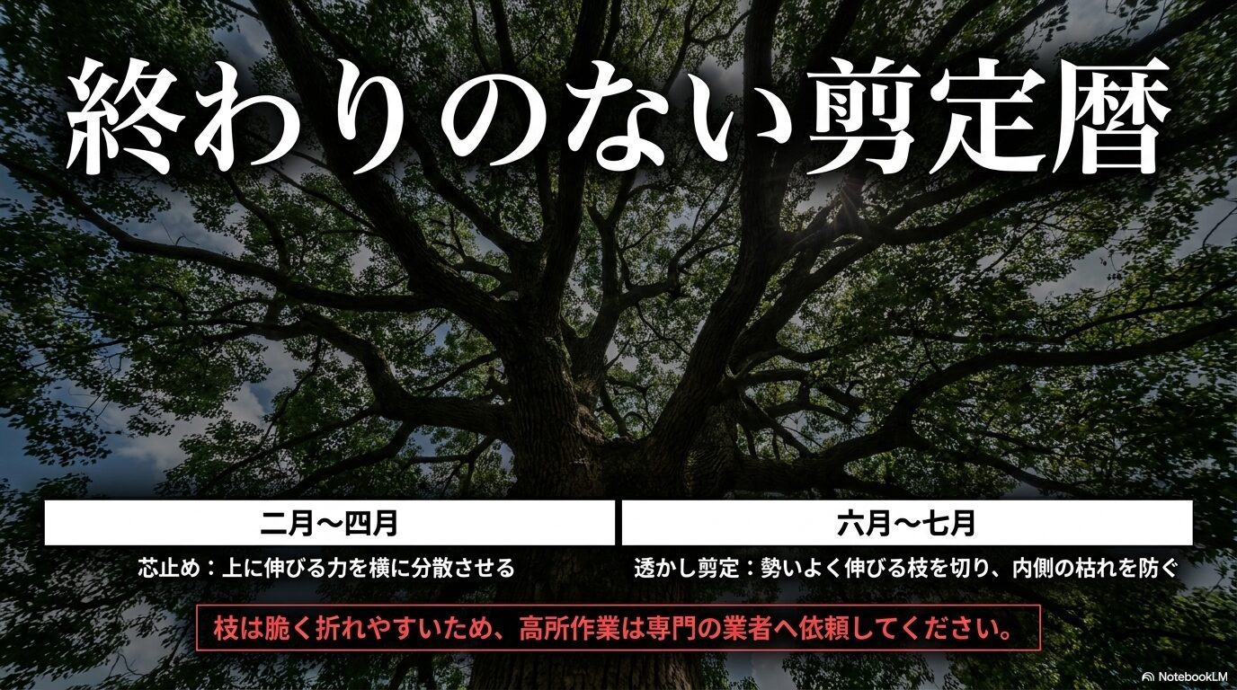 クスノキの剪定時期をまとめた表。2〜4月の芯止め、6〜7月の透かし剪定など、時期ごとの目的と作業内容の解説。