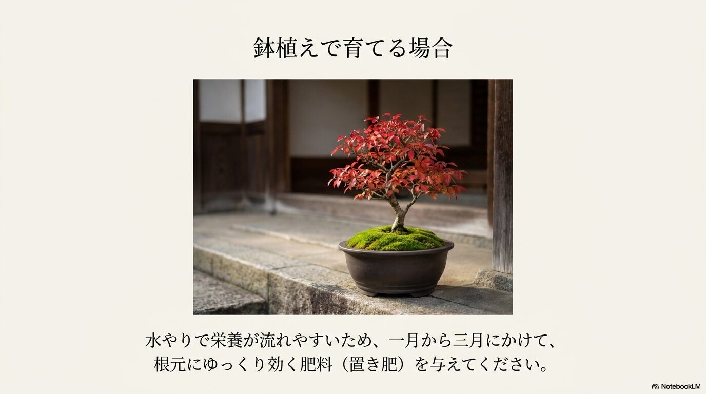 浅い盆栽鉢に植えられ、枝葉がコンパクトにまとまりながらも真っ赤に紅葉しているニシキギの盆栽