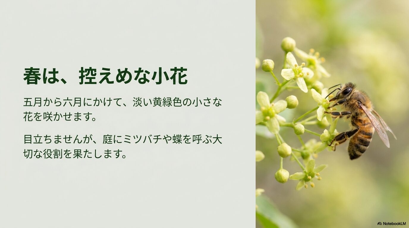 春に咲くニシキギの淡い黄緑色の小さな花に止まって蜜を集めるミツバチ