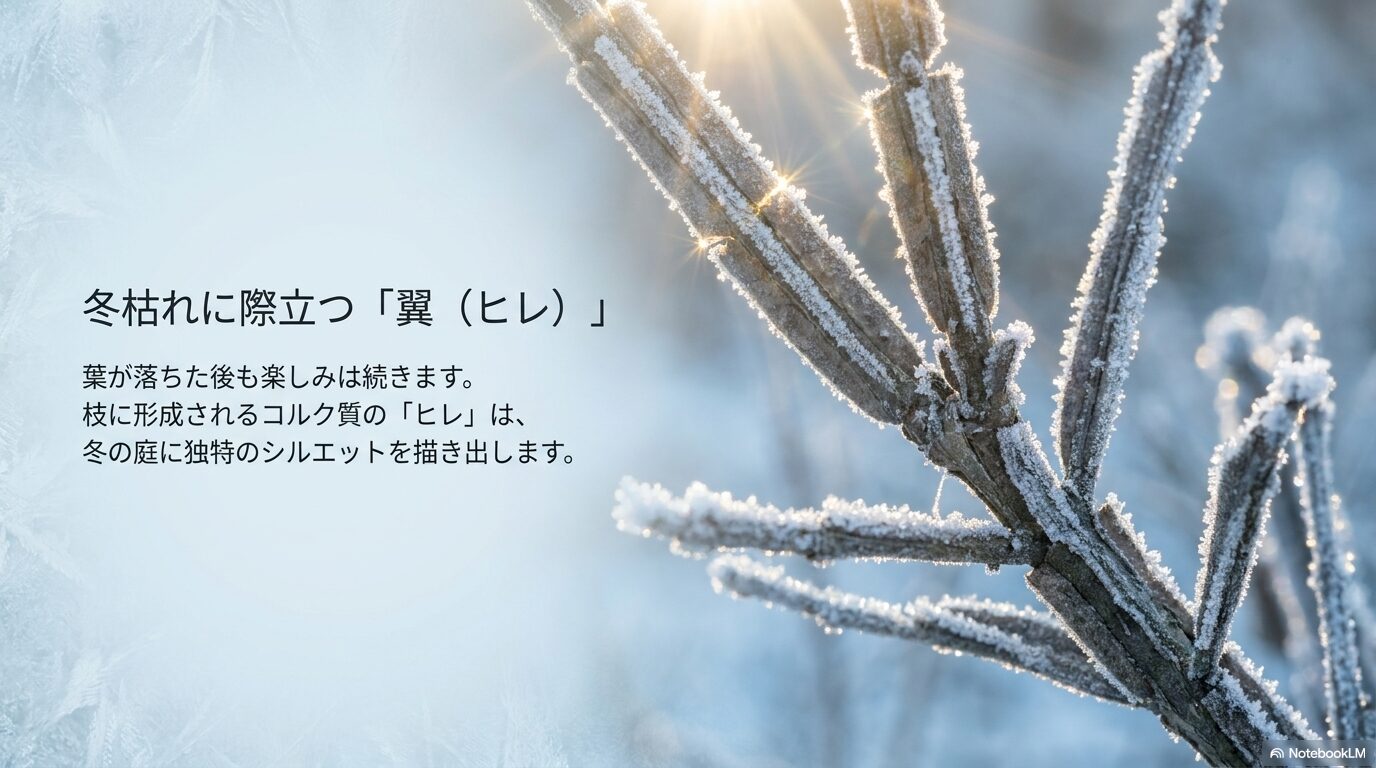 葉が落ちた後の冬の枝に形成されるコルク質のヒレが独特のシルエットを描き出すことを解説するスライド