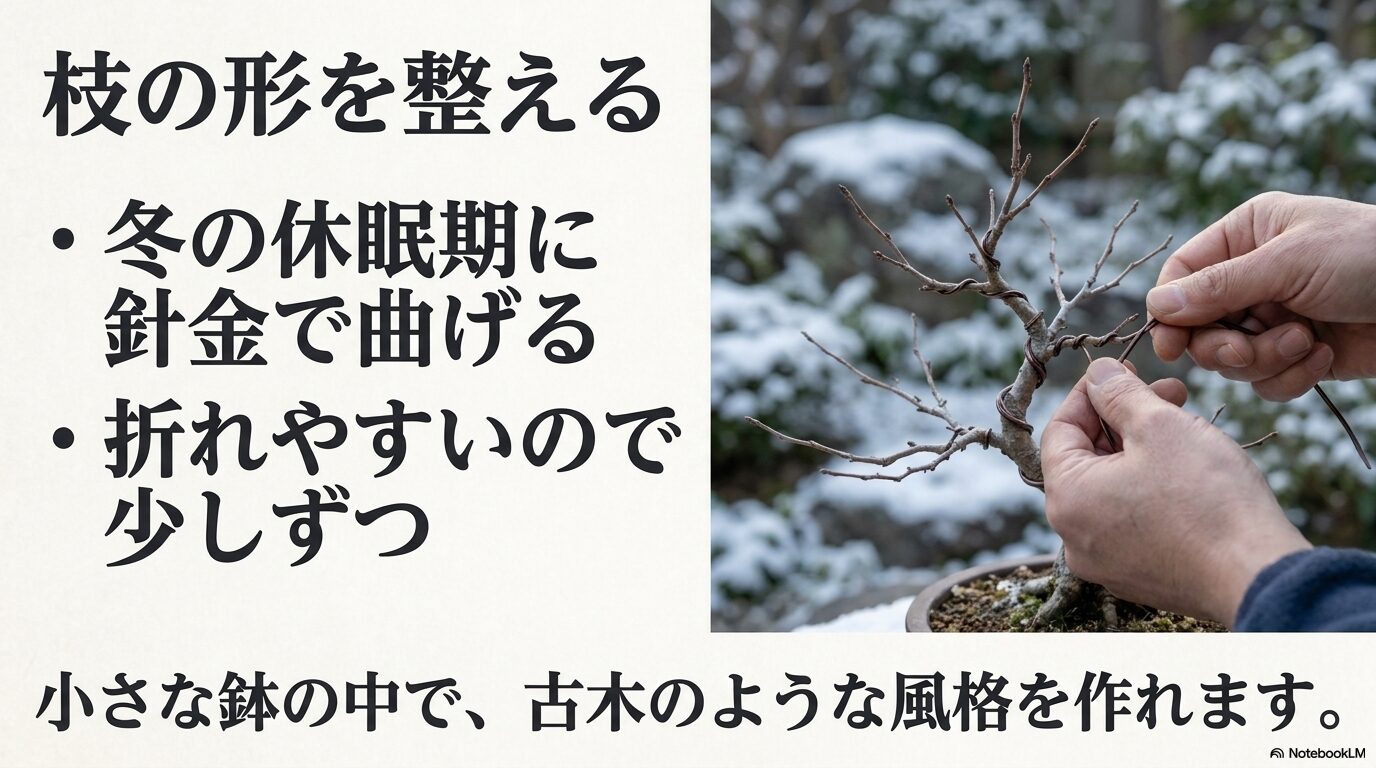 冬の休眠期に針金を使ってサンシュユの枝振りを整える様子
