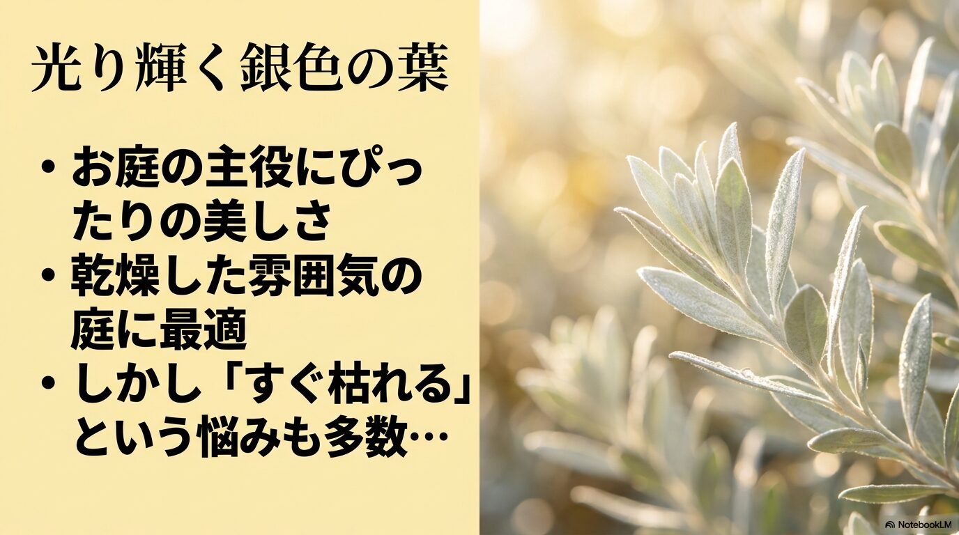 お庭の主役にぴったりの銀葉の美しさと、一方で「すぐ枯れる」という悩みの多さを比較したスライド。