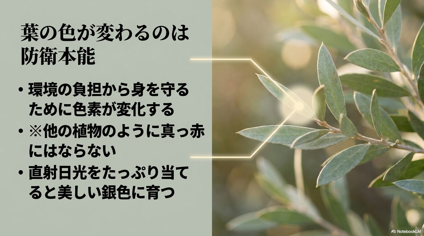環境の負担から身を守るために色素が変化する仕組みと、直射日光で美しい銀色に育つことを解説した図。
