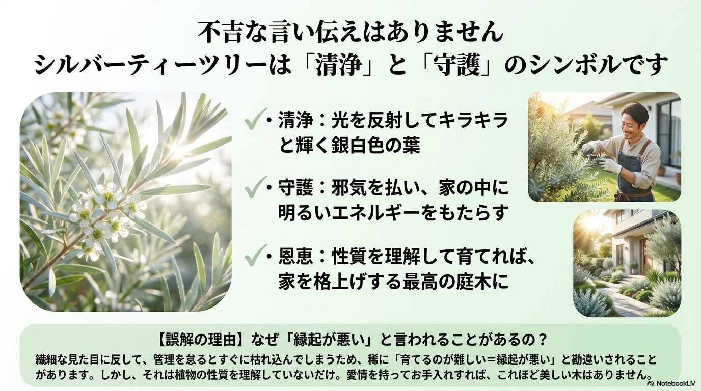シルバーティーツリーが「清浄」と「守護」のシンボルであることや、管理の難しさからくる縁起に関する誤解を解くためのポイントをまとめた解説図。