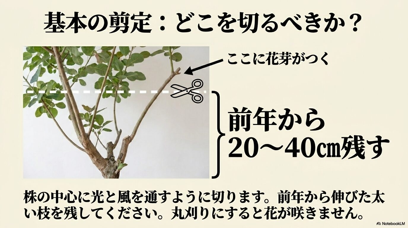 スモークツリーの基本の剪定図、前年から20から40cm残して花芽を保護する