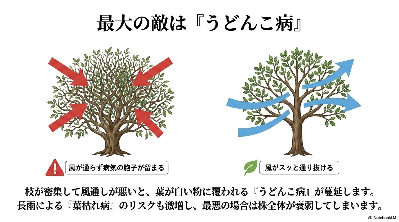 スモークツリーのうどんこ病対策、枝を間引いて風通しを良くする剪定