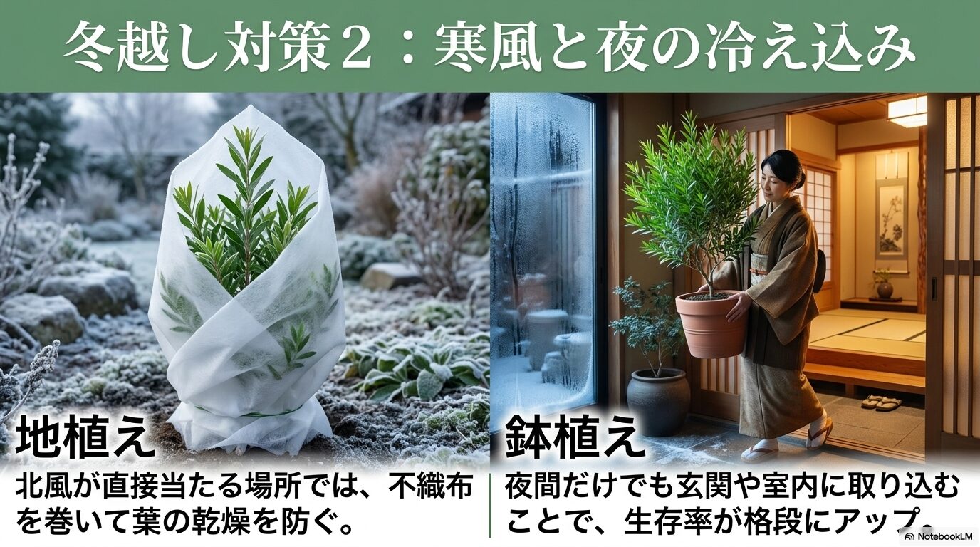 地植えの不織布対策と、鉢植えの夜間室内取り込みによる冬越しのコツを比較する画像