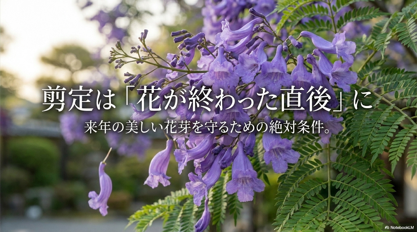 来年の美しい花芽を守るための絶対条件であるジャカランダの花後の剪定