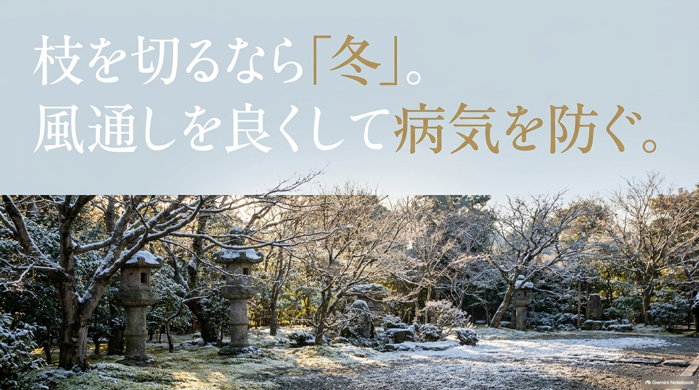 枝を切るなら「冬」。風通しを良くして病気を防ぐ。